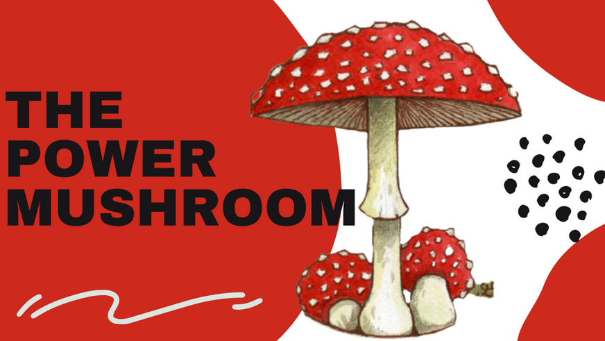 Amanita The Power Mushroom